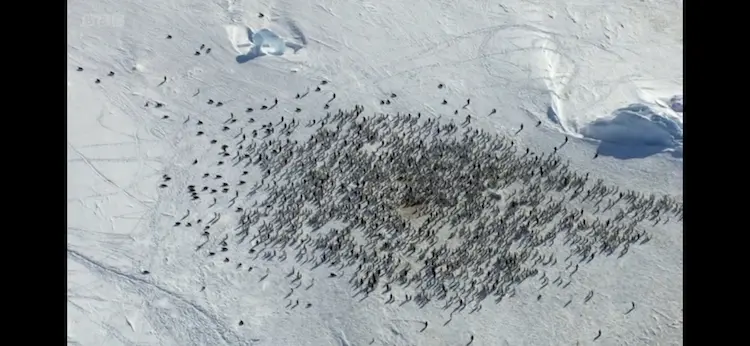 Emperor penguin (Aptenodytes forsteri) as shown in Frozen Planet - The Last Frontier